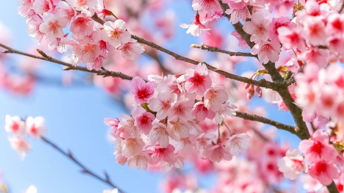 Pink cherry blossoms in bloom against a blue sky during spring in Vancouver.