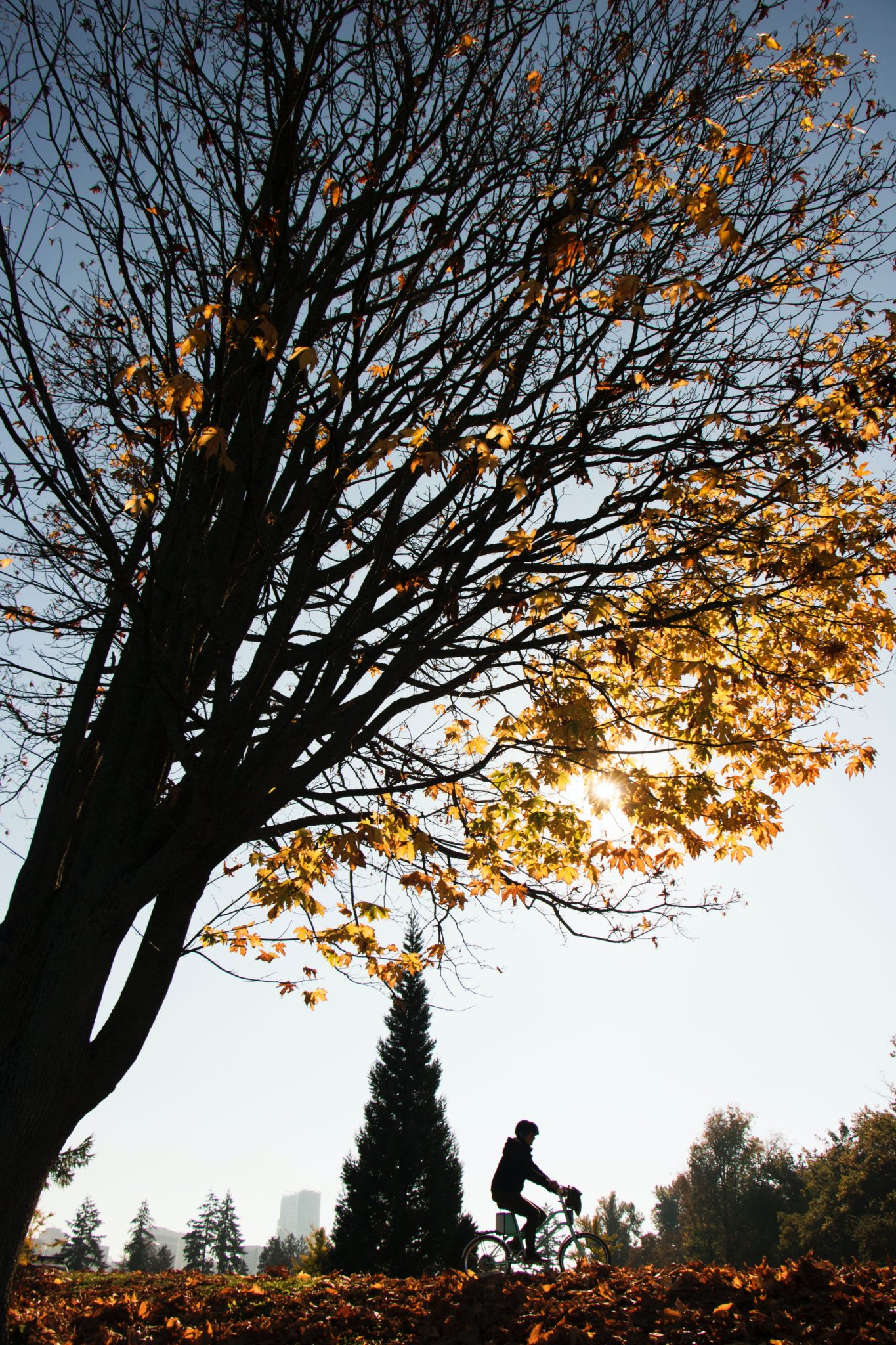 Cyclist riding beneath colourful autumn trees in a Vancouver park