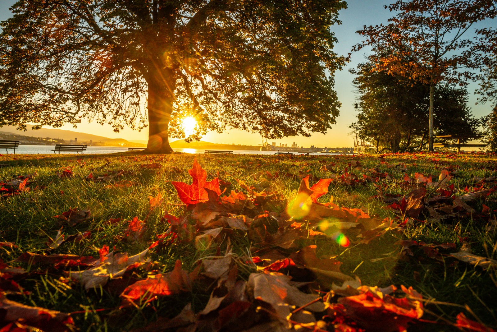 Autumn leaves and trees illuminated by golden sunset light beside Vancouver's waterfront